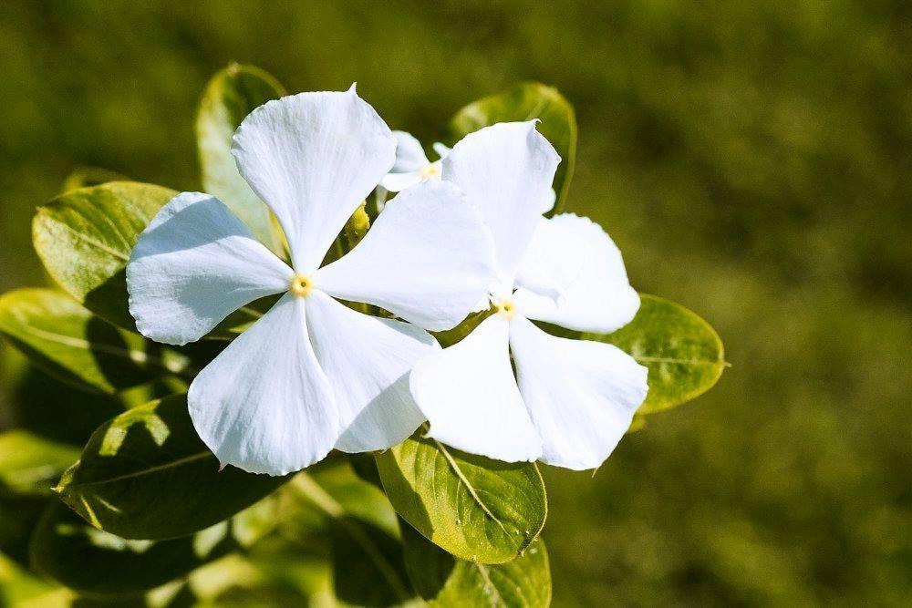 Hospedaje Hefziba مويوجالبا المظهر الخارجي الصورة